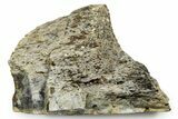 Fossil Tyrannosaur (T rex) Bone Section - Wyoming #353588-1